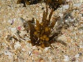 Young Sargassum seaweed in sandy rock pool Royalty Free Stock Photo