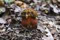 Young Satan`s bolete grew in the deciduous forest