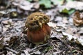 Young Satan's bolete grew in the deciduous forest