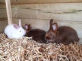 Young Satin Rabbit on fresh straw