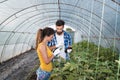 Young satisfied family couple standing in the greenhouse and looking at the vegetables they planted as small business