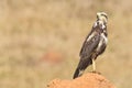 A young Savanna Hawk (Heterospizias meridionalis) resting on termite mound