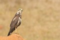 A young Savanna Hawk (Heterospizias meridionalis) resting on termite mound