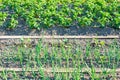 Young scallions and potato plants on a vegetable garden patch Royalty Free Stock Photo