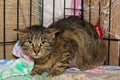 Young,  scared cat in the shelter cage Royalty Free Stock Photo