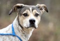 Young scared pointer mix breed puppy dog outside on leash sniffing the air Royalty Free Stock Photo