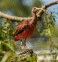 Young scarlet ibis Eudocimus ruber bird on dead stem