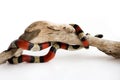 Young Scarlet kingsnake Lampropeltis elapsoides on a wooden curved snag. Nonpoisonous snake with a three colored, which Royalty Free Stock Photo