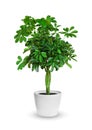 Young Schefflera a potted plant isolated over white