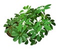 Houseplant - young Schefflera a potted plant isolated over white top view