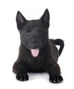 young Schipperke in studio Royalty Free Stock Photo