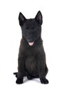 young Schipperke in studio Royalty Free Stock Photo