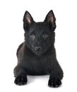 young Schipperke in studio Royalty Free Stock Photo