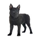 young Schipperke in studio Royalty Free Stock Photo