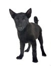 young Schipperke in studio Royalty Free Stock Photo