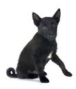 young Schipperke in studio Royalty Free Stock Photo