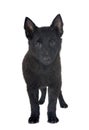 young Schipperke in studio Royalty Free Stock Photo