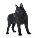 young Schipperke in studio Royalty Free Stock Photo