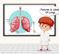 Young scientist explaining fissures and lobes of lungs in front of a board in laboratory