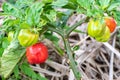 Young scotch bonnet peppers hanging from plant Royalty Free Stock Photo