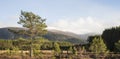 Young Scots Pine in Glen Feshie in Scotland. Royalty Free Stock Photo