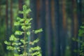 Young Scots pine, boreal forest