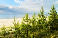 Young Scots or Scotch pine Pinus sylvestris trees growing on dunes near Baltic sea. Royalty Free Stock Photo