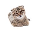 Young scottish fold cat