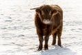 Single Scottish Highland Young Bull in Snow Royalty Free Stock Photo