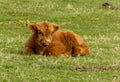 Young Scottish Highland cow lies in a grassy meadow on a sunny day Royalty Free Stock Photo