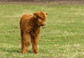 Young Scottish Highland cow lies in a grassy meadow on a sunny day Royalty Free Stock Photo