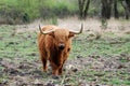 Wild living scottish highlander in forest in the Netherlands