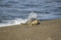 Young Sea Elephant on coast Royalty Free Stock Photo