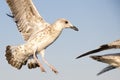 Young sea gull taking off close up