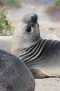 Young sea lion