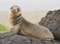 Young Sea Lion Royalty Free Stock Photo