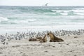 Young Sea Lion with mother, Kangaroo Island Royalty Free Stock Photo