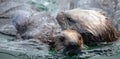 Young sea otter simming with mother on Homer spit Alaska USA Royalty Free Stock Photo