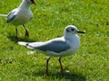 Young seagull Royalty Free Stock Photo