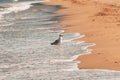 Young seagull bird at seaside shore in Vrasna, Greece Royalty Free Stock Photo