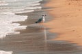 Young seagull bird at seaside shore in Vrasna, Greece Royalty Free Stock Photo