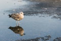 young seagull bird Royalty Free Stock Photo