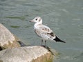 Young seagull bird Royalty Free Stock Photo