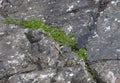 Young seagull chick standing on rock Royalty Free Stock Photo