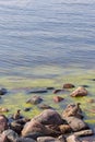 Young seagull chicks at Kaparen, Espoo, Finland.