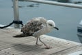 Young seagull