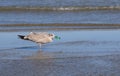 A young seagull with a discarded disposable plastic cigarette lighter in its beak