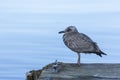 Young Seagull On Dock Royalty Free Stock Photo