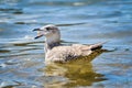 Young seagull is eating