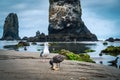 Young seagull eats crab while parent looks on